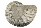 Jurassic Ammonite (Liparoceras) Fossil - England #189659-1